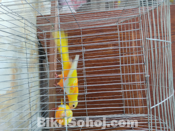 টারকোয়েজ
